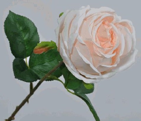 Stielrose 46 cm - lachs